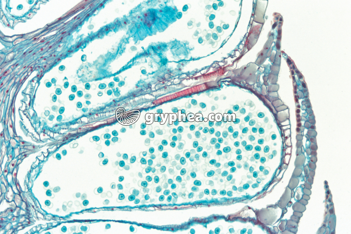 Pin - Cône de Pin mâle CL x15 - gryphea.com